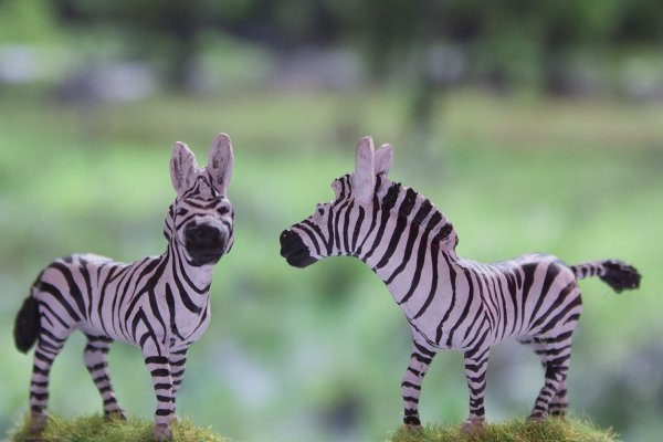 zebra walking primaveal creation
